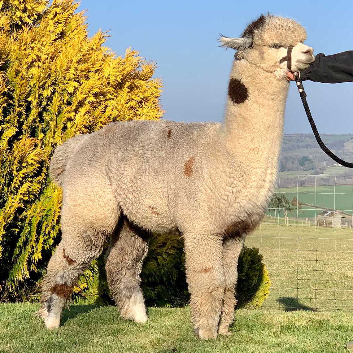 Inca Grey Neptune Body_1140x1140_rechts