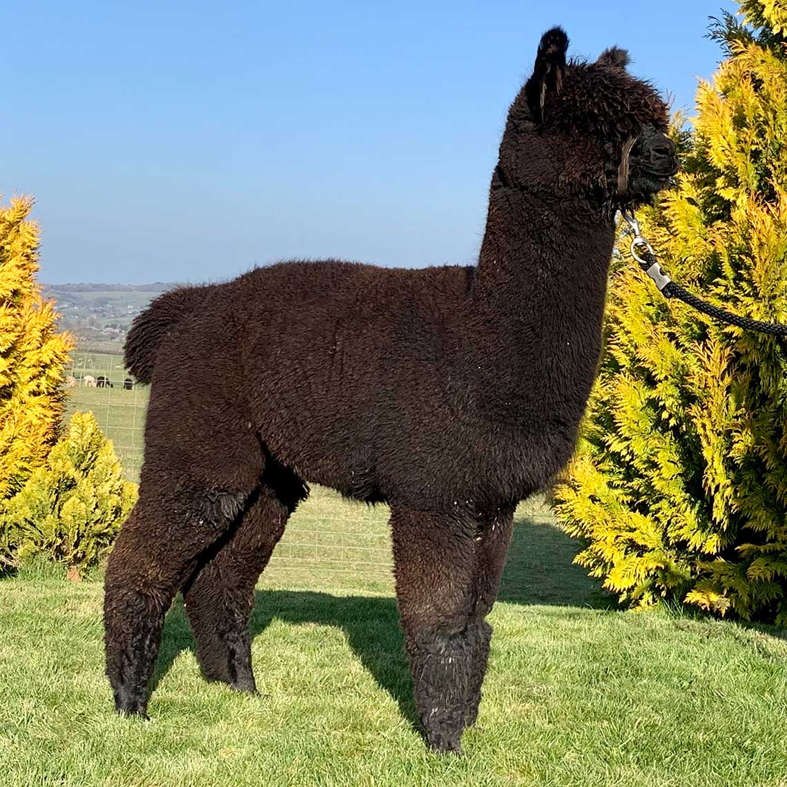 Inca Nimbus Body_1140x1140