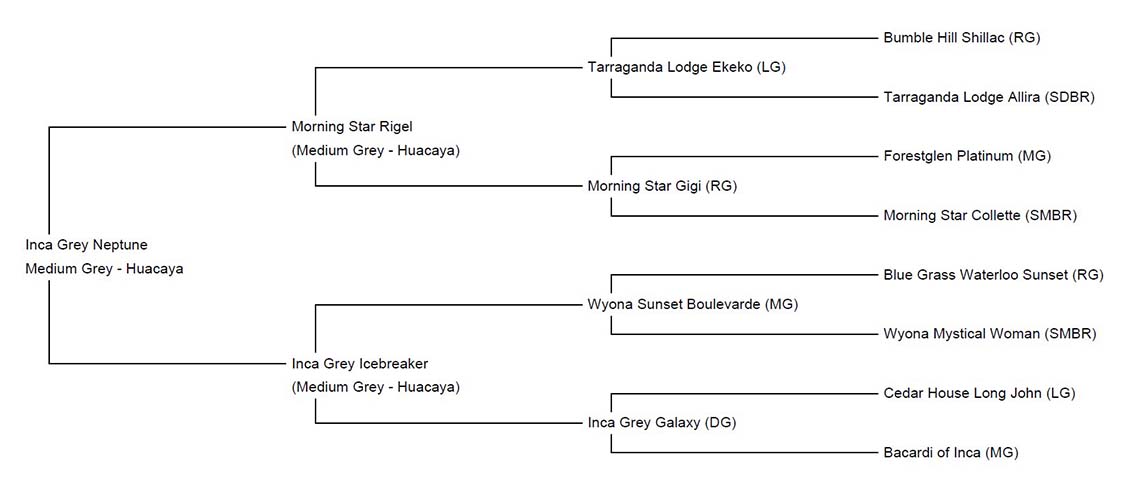 neptune pedigree_1140x484