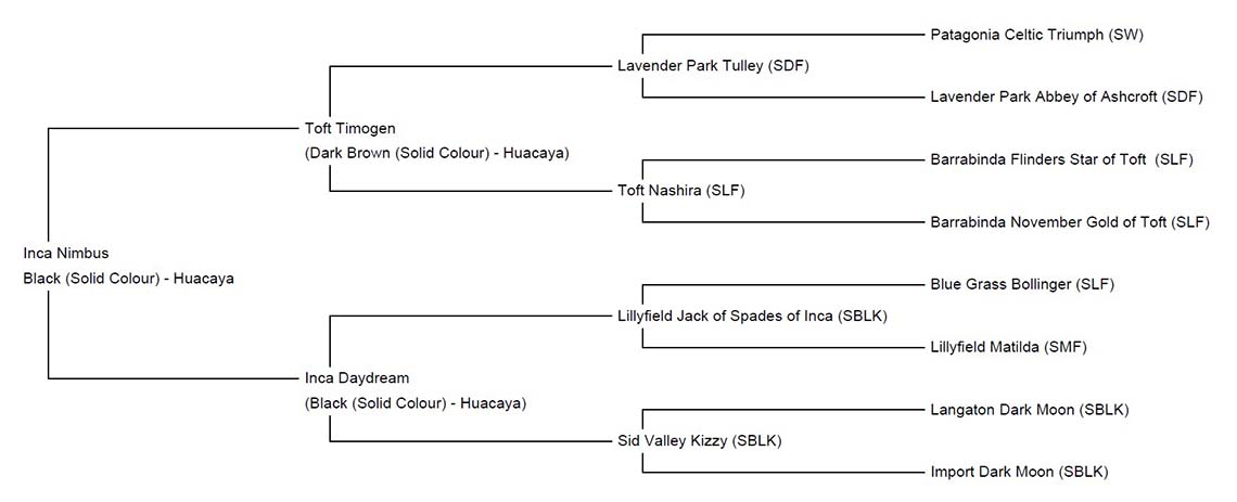 nimbus pedigree_1140x463
